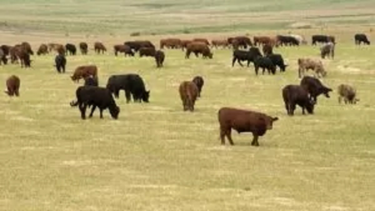 A cotação do boi gordo apresenta baixa de 0,55% nesta quarta-feira (28).