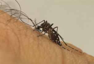 No Brasil, crianças com menos de cinco anos morrem mais de dengue, seguidas pelas de cinco a nove anos