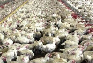 Um foco da doença de Newcastle apresenta riscos para exportadores