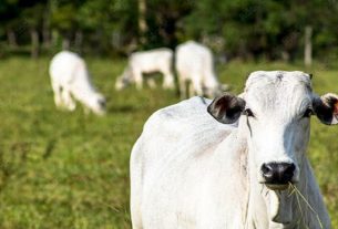 A arroba do boi gordo custa R$ 237,70, em São Paulo, em alta de preços no último fechamento.