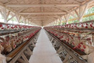 Setor avícola gaúcho espera a reversão de embargos ainda vigentes