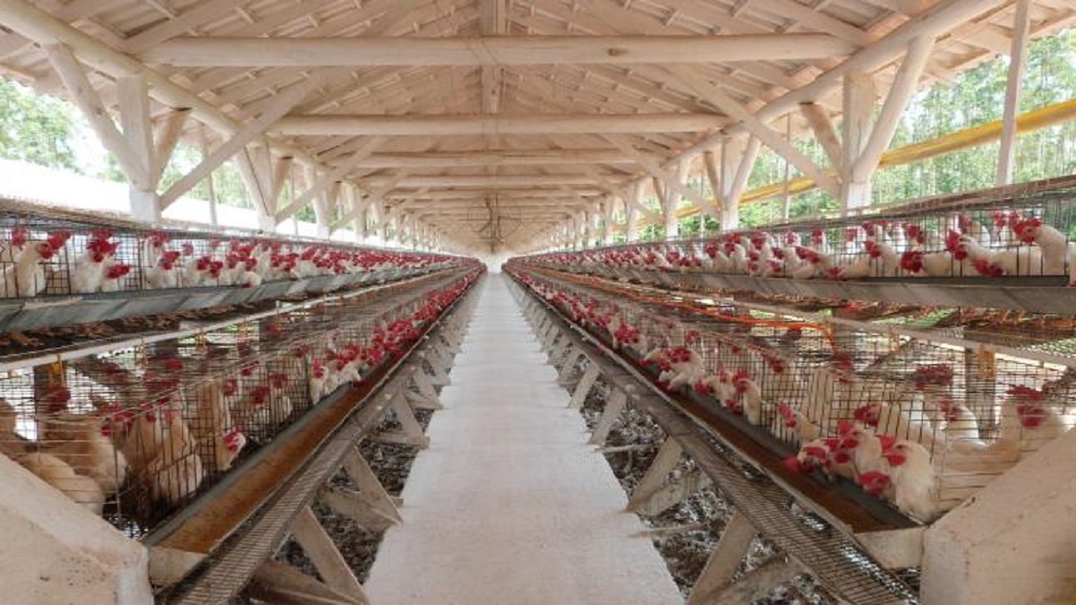 Setor avícola gaúcho espera a reversão de embargos ainda vigentes