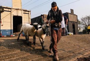 Primeiros animais que serão expostos chegam ao Parque Assis Brasil