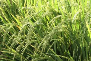 O arroz deve ter aumento de 15,3% na produção no RS