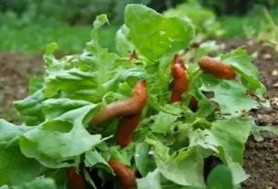 O muco pode estar infectado pela larva do verme Angiostrongylus cantonensis, causadora da meningite eosinofílica.