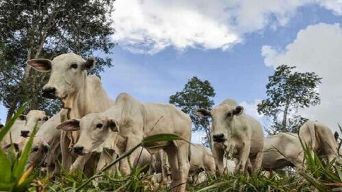 Na última cotação o movimento também foi de elevação no preço do produto. 