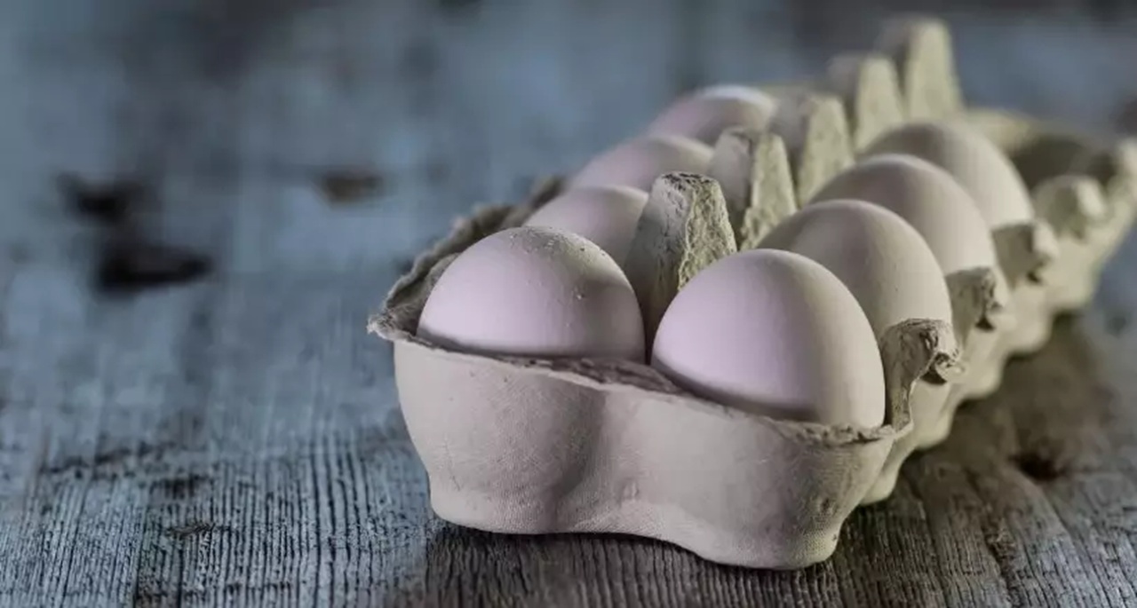 ovos para incubação