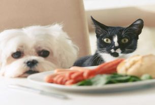 Alimentos perigosos para seus cães e gatos