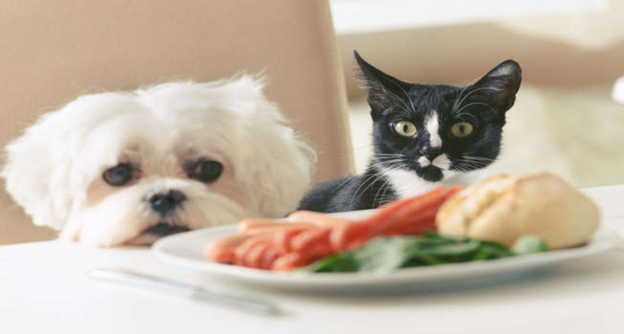 Alimentos perigosos para seus cães e gatos