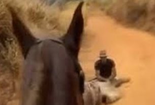 Cortou as patas do cavalo