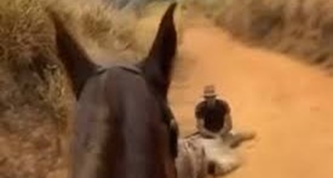 Cortou as patas do cavalo