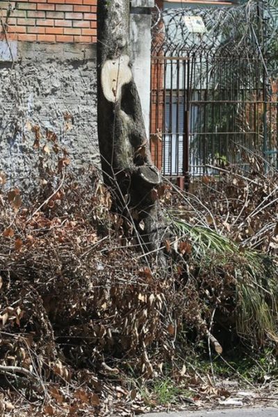 RETIRADA RESTOS DE PODAS EM CAMAQUÃ
