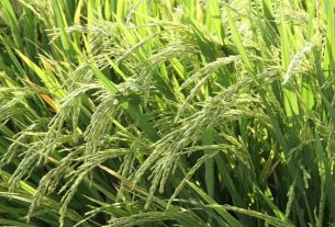 Arroz: encolhimento de área plantada no RS