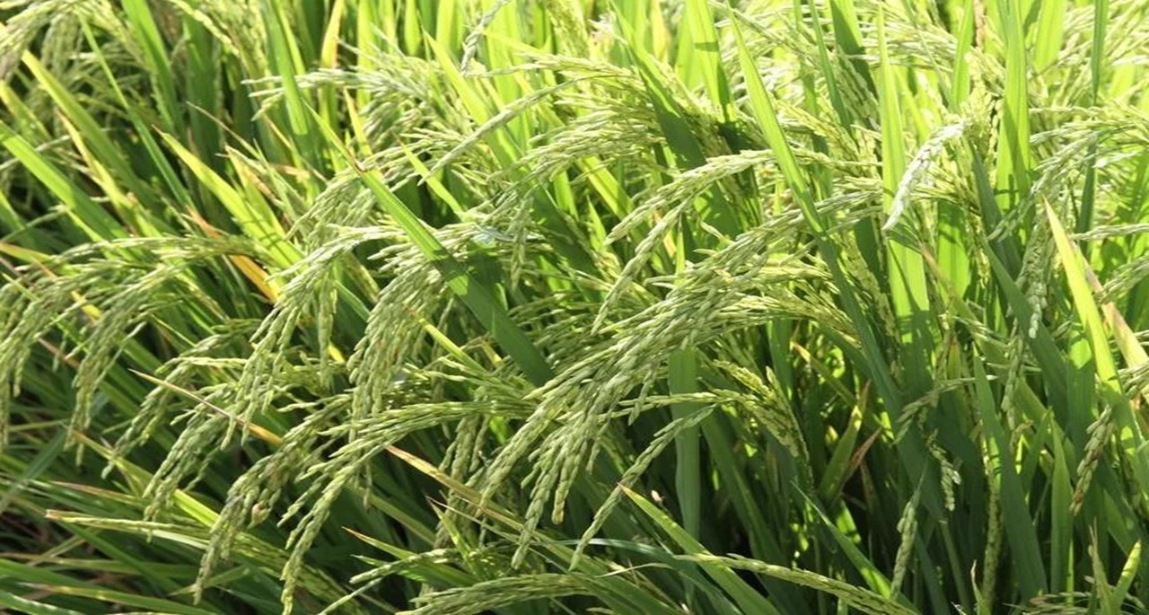 Arroz: encolhimento de área plantada no RS