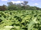 Palntação de tabaco