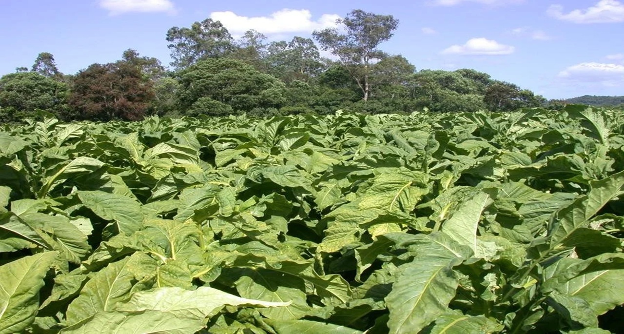 Palntação de tabaco