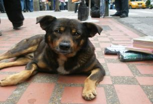 Microchipagem de algumas raças de cães