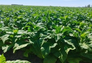 FUMO - TABACO - Imagem Luciana Jost Radtke