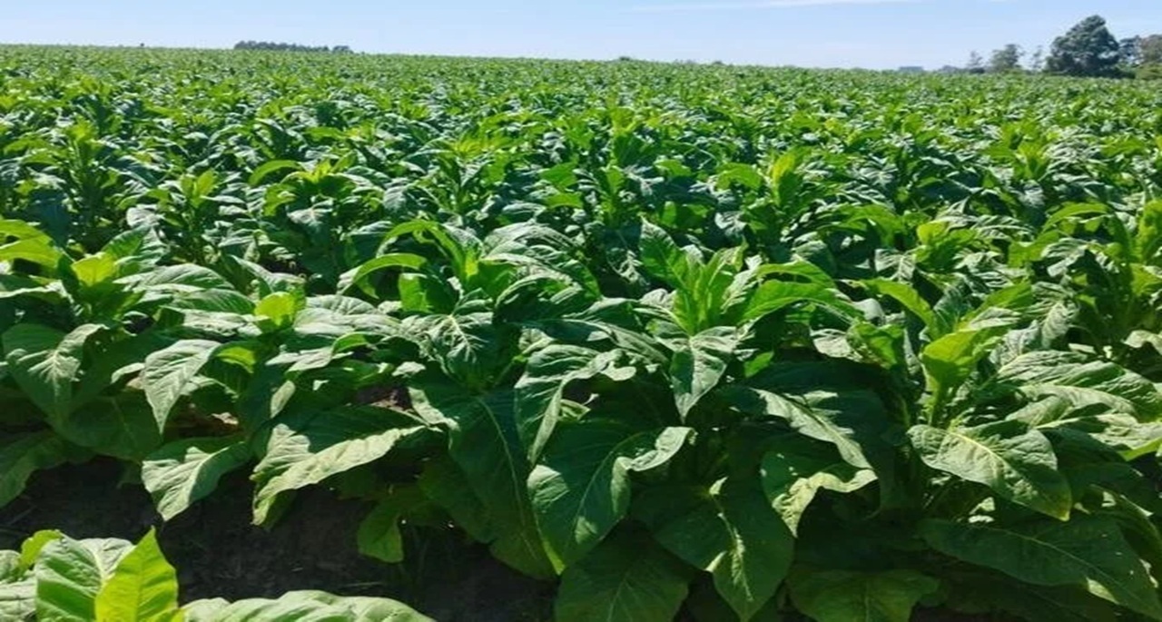 FUMO - TABACO - Imagem Luciana Jost Radtke