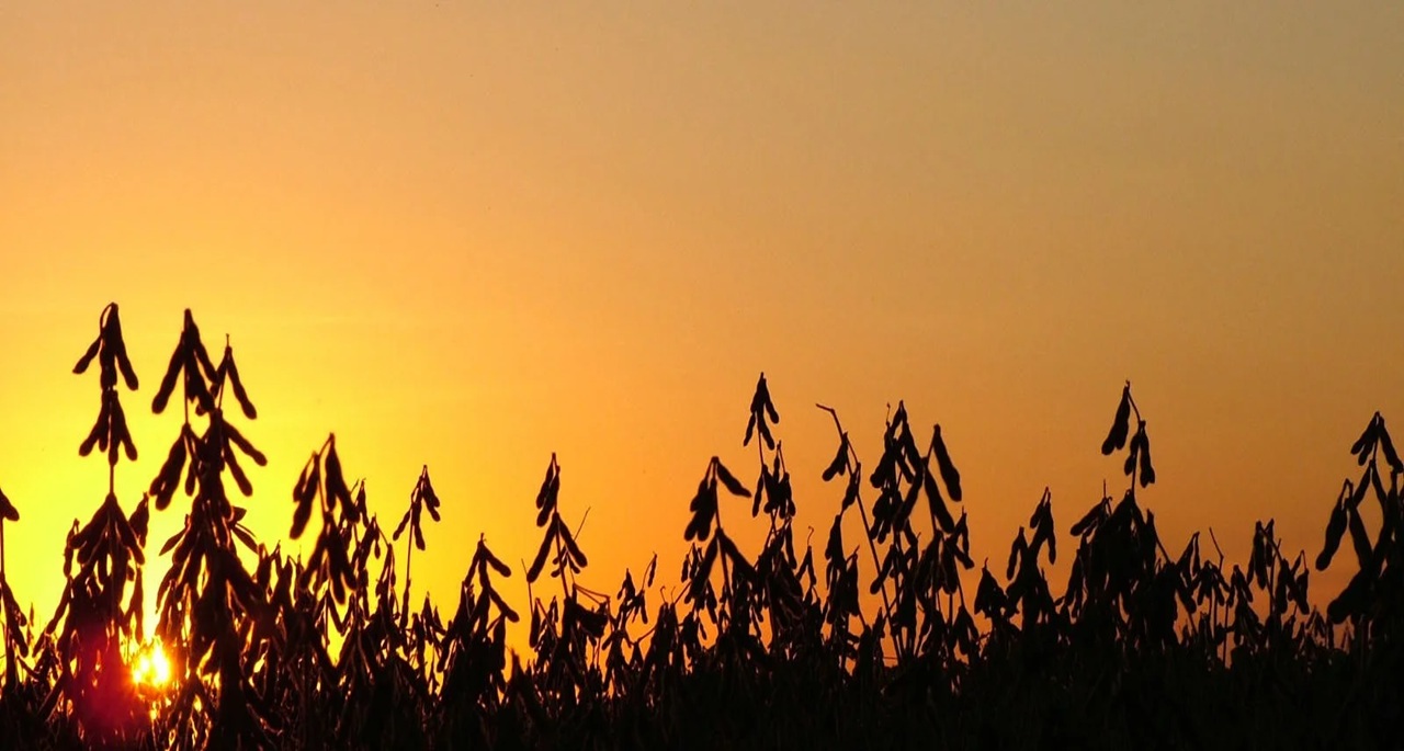 Soja - Safra de Verão