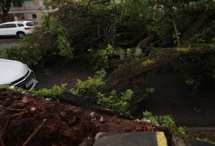 Quedas de árvore devido ao temporal no RS