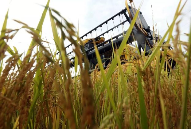 Capão do Leão recebe a 36ª Abertura Oficial da Colheita do Arroz e Grãos.
