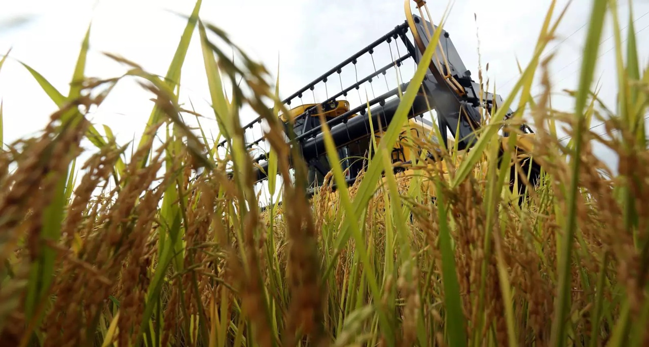 Capão do Leão recebe a 36ª Abertura Oficial da Colheita do Arroz e Grãos.