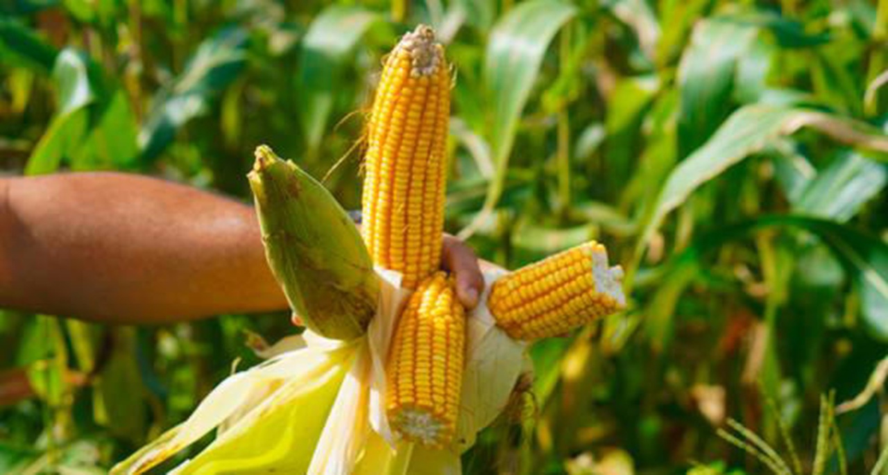 As exportações brasileiras para países do Golfo Pérsico caíram em março