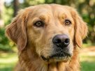 Cão comendo grama - Significado