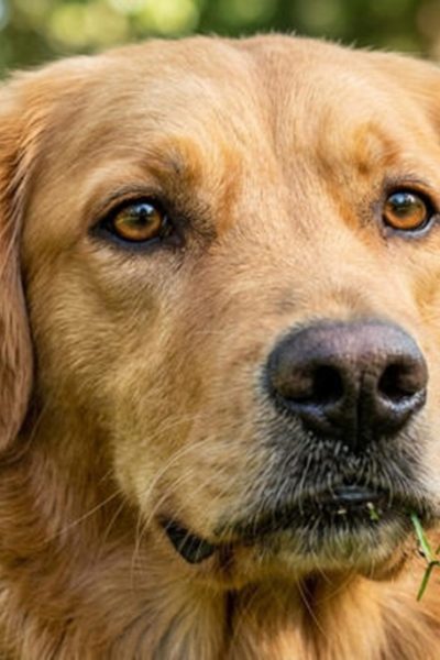 Cão comendo grama - Significado