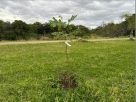 Plantio de pau-brasil marca comemoração em alusão ao Dia da Árvore em Camaquã
