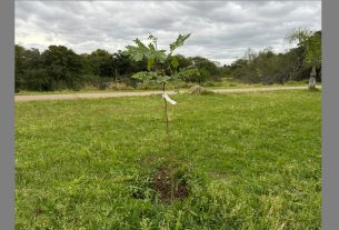 Plantio de pau-brasil marca comemoração em alusão ao Dia da Árvore em Camaquã