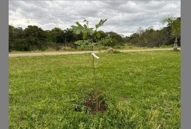 Plantio de pau-brasil marca comemoração em alusão ao Dia da Árvore em Camaquã