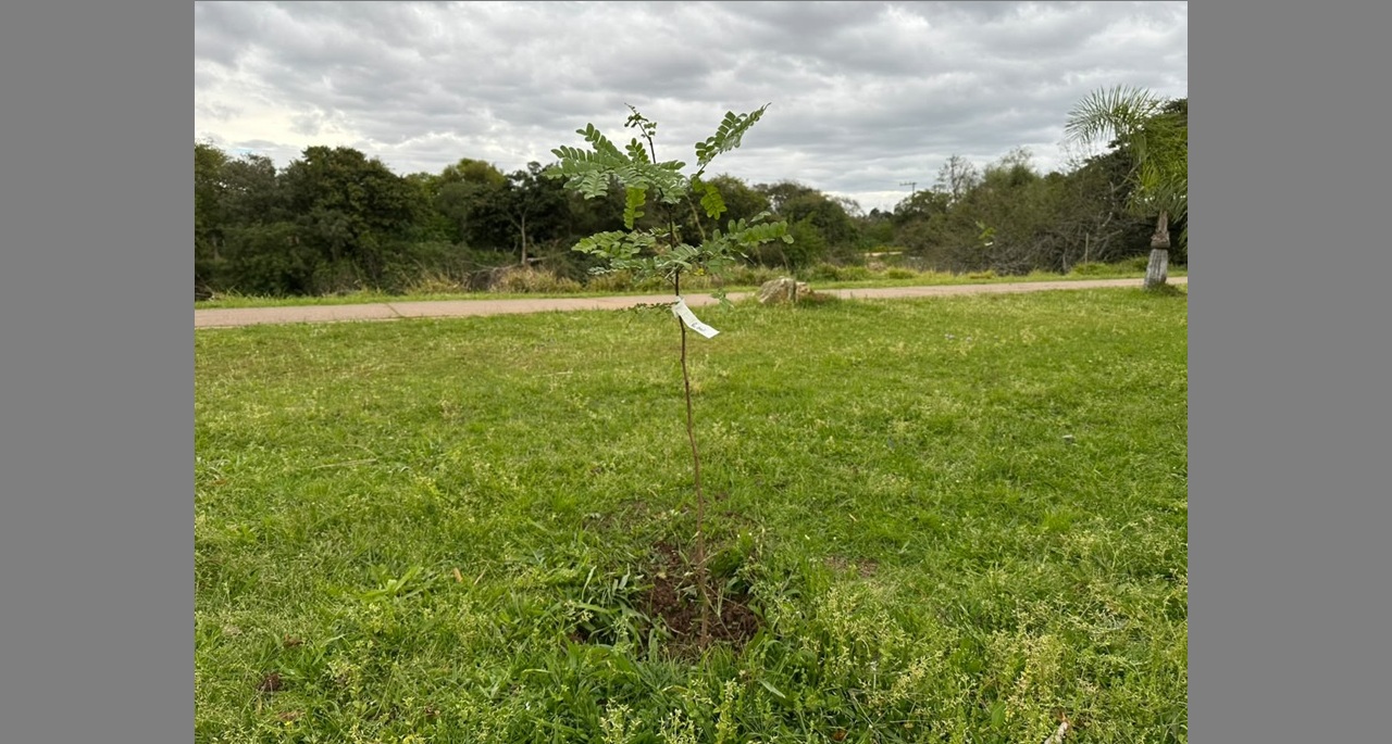 Plantio de pau-brasil marca comemoração em alusão ao Dia da Árvore em Camaquã